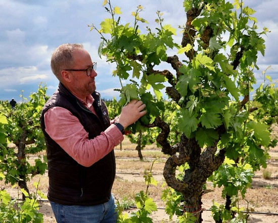 Man inspecting grapevine in Lodi wine region, California, during daytime.