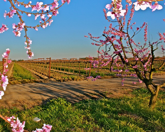 Vineyard in Lodi with blooming pink cherry blossoms and grapevines under a clear blue sky.