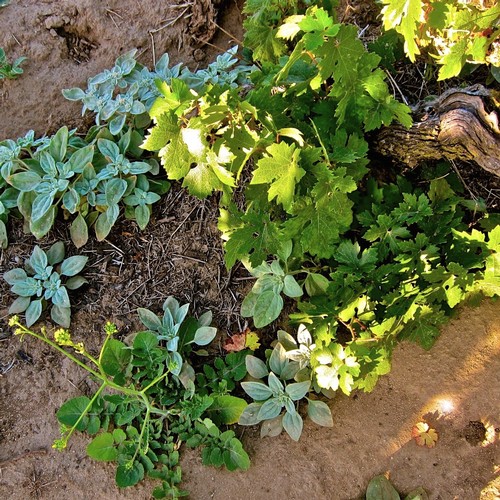 Close-up of grapevine and herbs growing in a vineyard in Lodi, California, showcasing healthy foliage and soil.