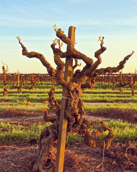 Gnarled grapevine in Lodi vineyard with trellis support and rows of vines in background.