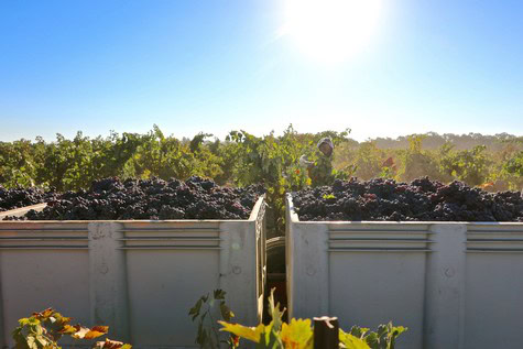 Vineyard workers harvest ripe grapes in a Lodi winegrape vineyard under bright sunlight.
