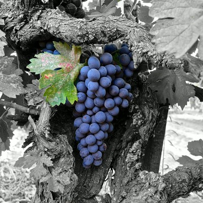 Close-up of ripe blue wine grapes growing on a vine in Lodi, California.