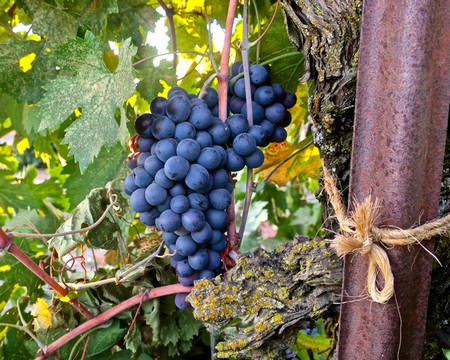 Close-up of ripe dark purple wine grapes hanging on the vine in a vineyard setting.