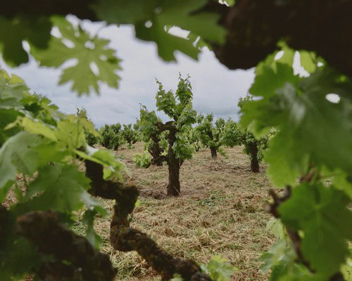 Vineyard with grapevines in Lodi, California, showcasing healthy grape growth and lush foliage.