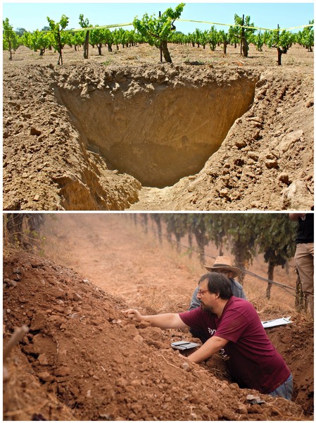 Vineyard with grapevines and soil excavation for root analysis in Lodi, California.