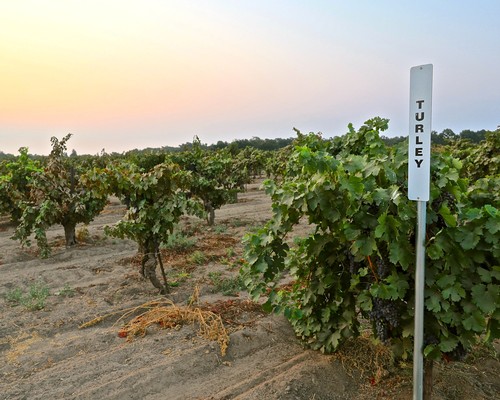 Vineyard in Lodi with a soil moisture sensor labeled 'TURLEY' at sunset.