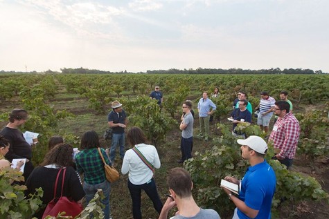 Group of people touring a vineyard with a guide, learning about winegrape cultivation in Lodi, California.