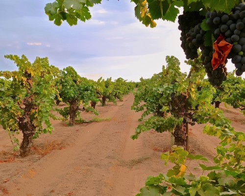 Vineyard with grapevines and ripe grapes in Lodi wine region, California.