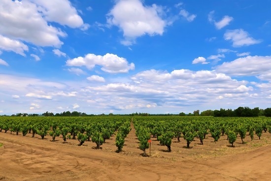 Vast Lodi winegrape vineyard under a bright blue sky with scattered clouds.