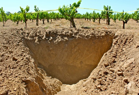 Vineyard soil profile in Lodi Winegrape region showing rich, well-drained soil for grape cultivation.