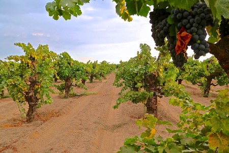 Grapevines in a Lodi vineyard with ripe grapes hanging on the vine under a partly cloudy sky.