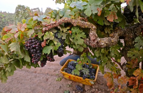 Close-up of ripe black grapes on a vine in a Lodi vineyard with a basket of harvested grapes below.