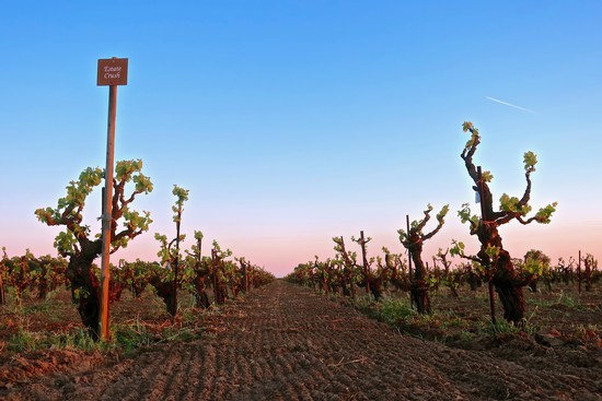 Vineyard rows in Lodi with pruned grapevines under a clear blue sky at sunset.