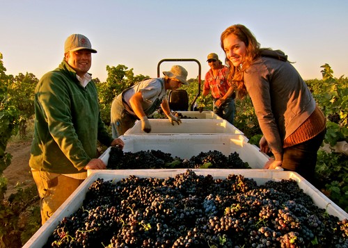 Workers harvesting grapes in a Lodi vineyard during sunset for wine production.
