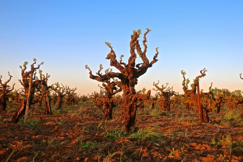 Gnarled grapevines in a Lodi vineyard under a clear blue sky during sunset.