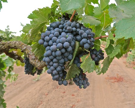 Close-up of ripe dark purple wine grapes on the vine in Lodi, California.