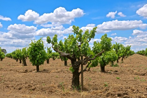 Vineyard with lush green grapevines under a bright blue sky with clouds in Lodi, California.