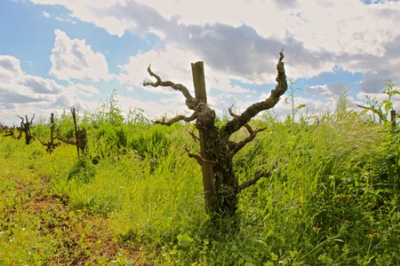 Gnarled grapevine in a lush vineyard with green foliage and a cloudy sky in Lodi, California.