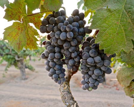 Close-up of ripe dark purple winegrapes hanging on the vine in Lodi, California.