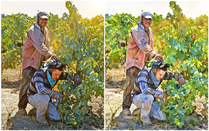 Two workers harvesting grapes in a vineyard during daytime, with lush green vines and sunlight.