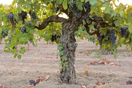 Grapevine in a Lodi vineyard with ripe grapes ready for harvest.