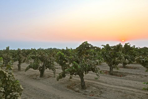 Vineyard in Lodi at sunset with rows of grapevines and a colorful sky.
