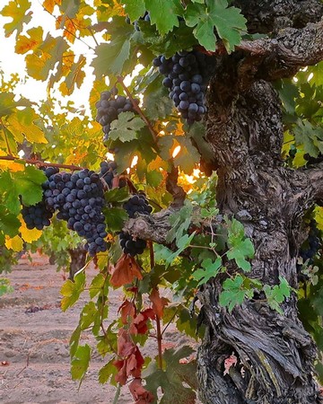 Close-up of a grapevine with dark purple grapes ripening in Lodi wine region at sunset.