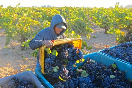 Vineyard worker harvesting ripe grapes in Lodi wine region during sunny day.