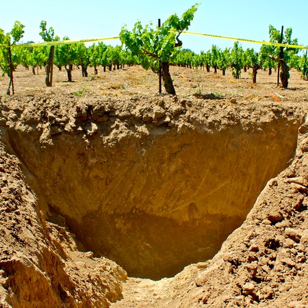 Close-up of vineyard soil profile with grapevines in Lodi Winegrape region, California.