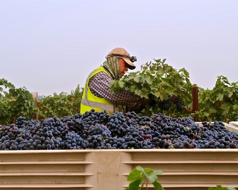 Vineyard worker harvesting ripe grapes in Lodi wine region for winemaking.