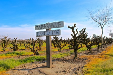 Vineyard with gnarled Carignane grapevines in Lodi, California, under a clear blue sky, planted in 1936.