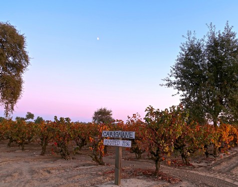 Lodi winegrape vineyard with a sign for Carignan grapes, under a clear sky with a visible moon.