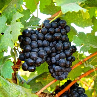 Fresh ripe black grapes on the vine, ready for harvest in Lodi wine region.