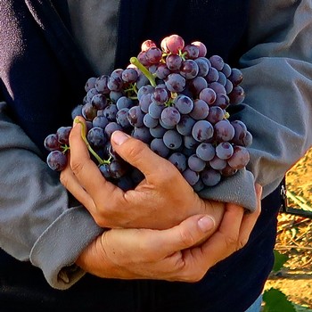 Person holding a bunch of ripe purple wine grapes in a vineyard.