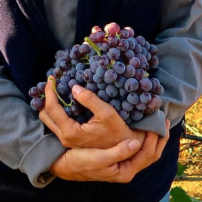 Close-up of a person holding a bunch of ripe purple grapes in a vineyard.
