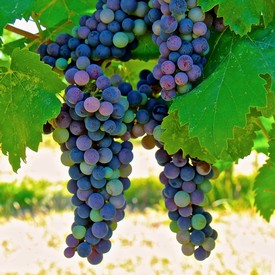 Close-up of ripe purple winegrapes hanging on the vine with green leaves in a vineyard.