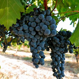 Close-up of ripe dark purple winegrapes hanging on the vine in Lodi, California.