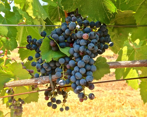 Close-up of ripe dark purple wine grapes hanging on the vine in Lodi, California.