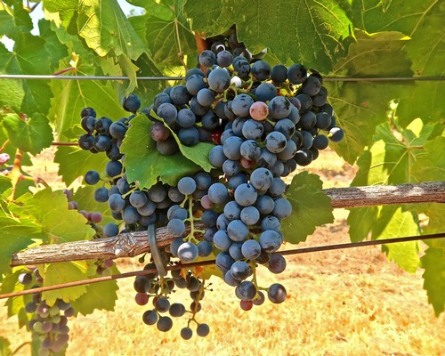 Close-up of ripe dark purple winegrapes hanging on vine in Lodi vineyard.