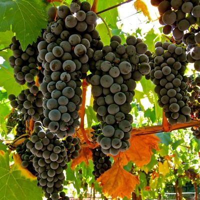 Close-up of ripe dark purple winegrapes hanging in a vineyard with green and yellow leaves.