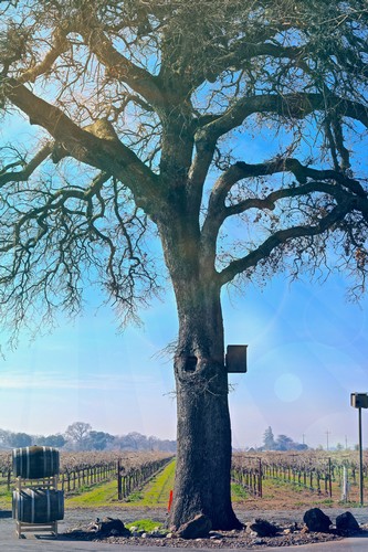 Large mature tree in a vineyard with blue sky and sunlight, representing Lodi wine region.