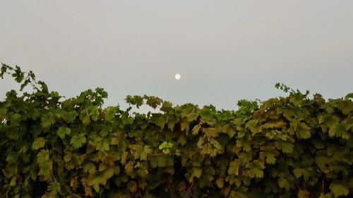 Vineyard with lush grapevines under a full moon, showcasing Lodi Winegrape Commission's grape growing region.