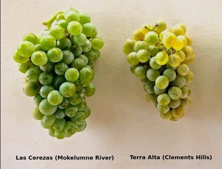 Two clusters of green grapes from Lodi Winegrape Commission, showcasing Las Cerezaz and Terra Alta varieties.