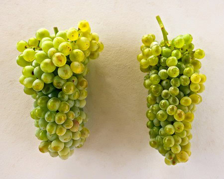 Two clusters of green winegrapes from Lodi, California, ready for harvest and winemaking.