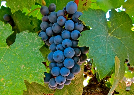 Close-up of ripe dark purple wine grapes on the vine with green leaves in Lodi, California.