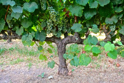 Grapevines growing in a Lodi vineyard with lush green leaves and clusters of grapes.