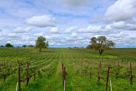 Vineyard rows in Lodi wine region with lush green vines and scattered trees under a partly cloudy sky.