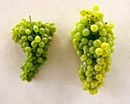 Fresh green winegrapes from Lodi, California, ideal for winemaking and wine tasting.