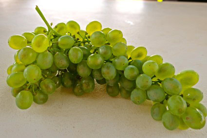 Fresh green winegrapes from Lodi, California, ready for harvest and wine making.