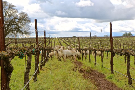 Vineyard in Lodi with sheep grazing among grapevines under cloudy sky.